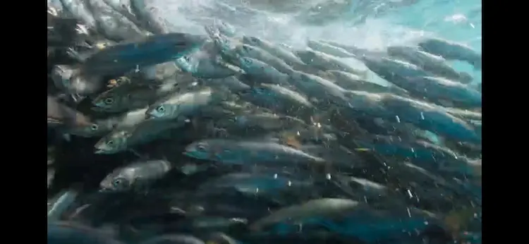 Pacific chub mackerel (Scomber japonicus) as shown in A Perfect Planet - Oceans